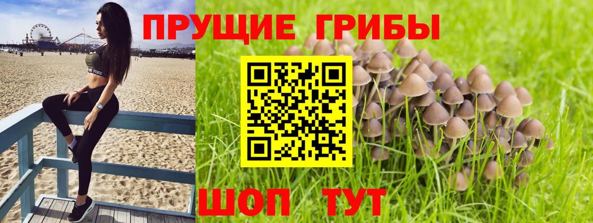 Галлюциногенные грибы Psilocybe Ярцево